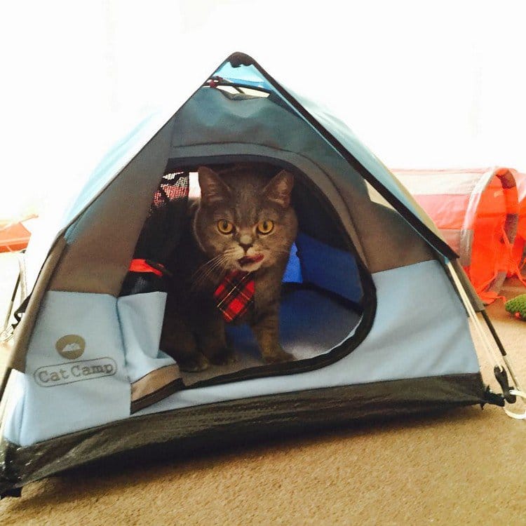 cat tongue tent