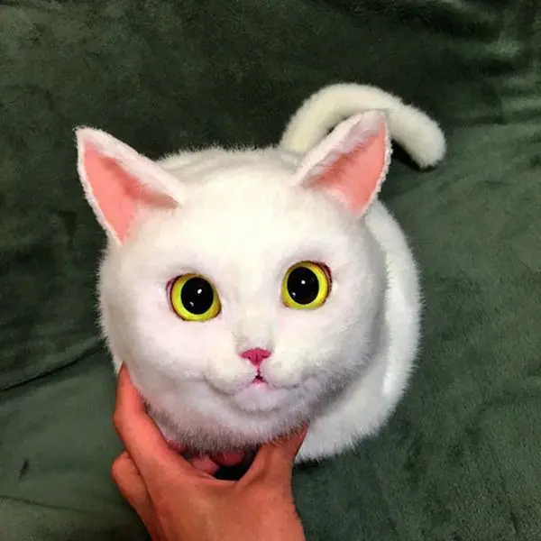 cat-white