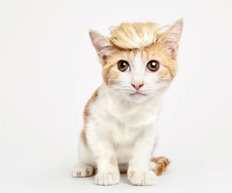 cat wig