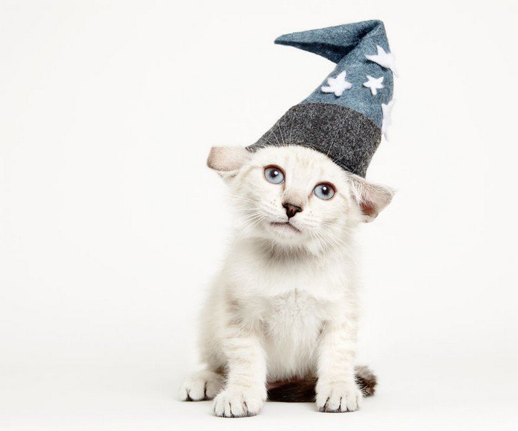 cat witches hat