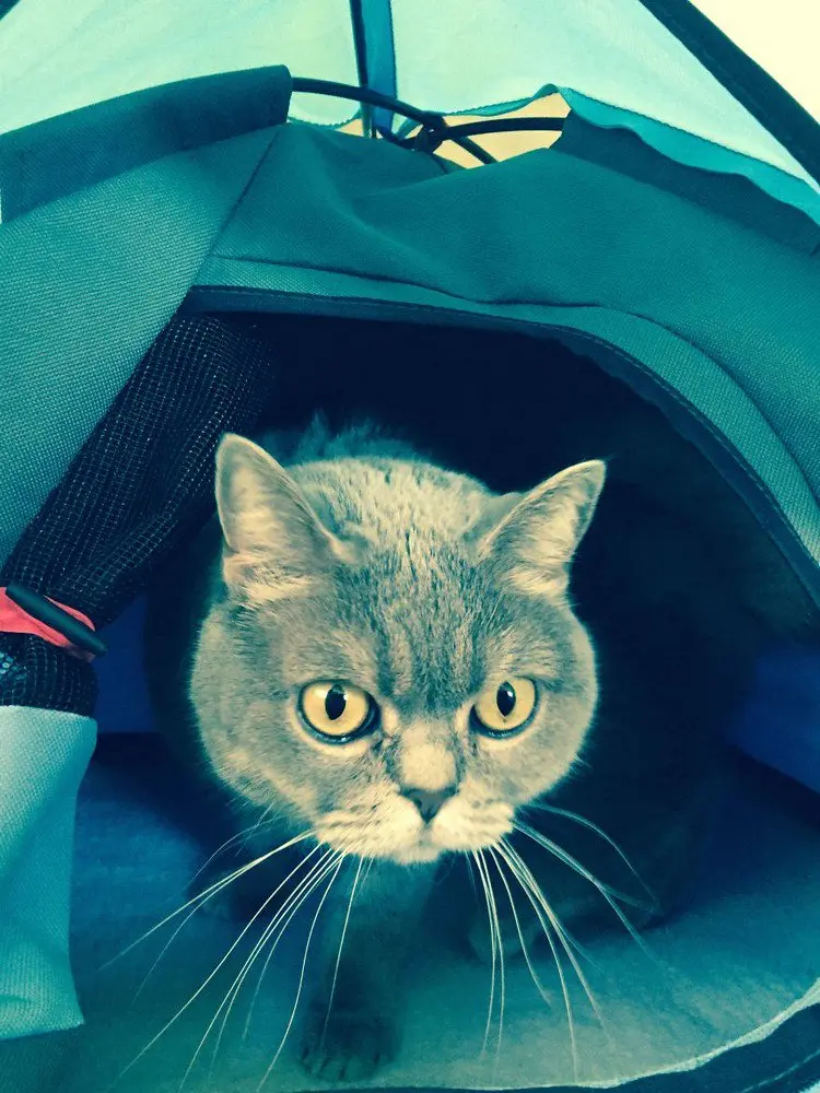 close up cat tent