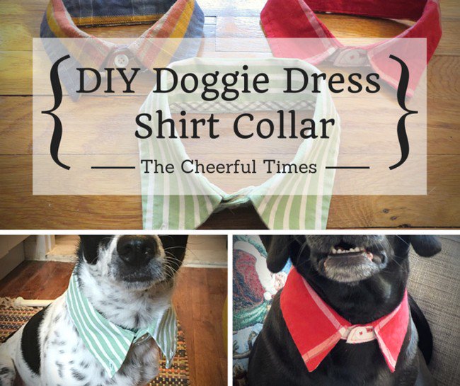 dog dress shirt collar