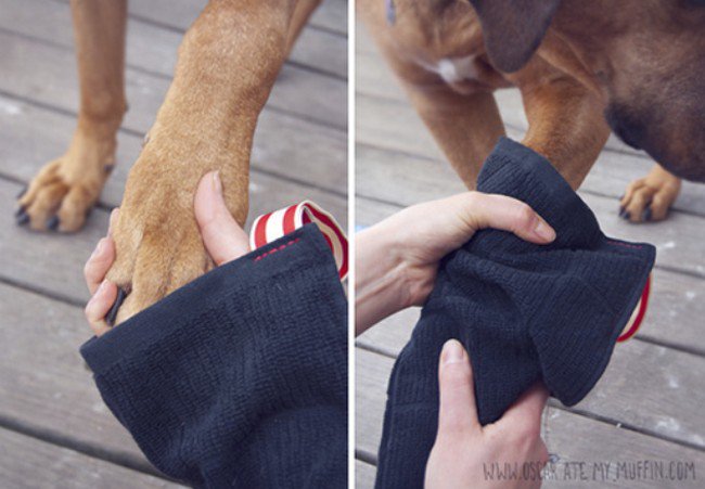 dog mitts