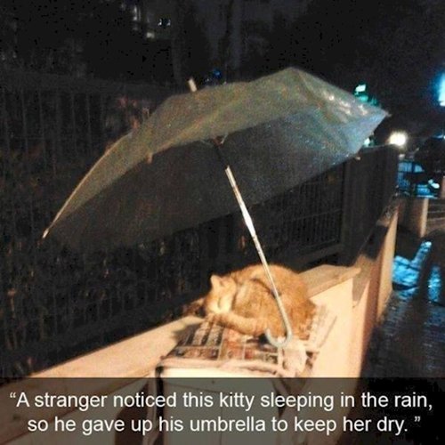 faith-in-humanity-cat