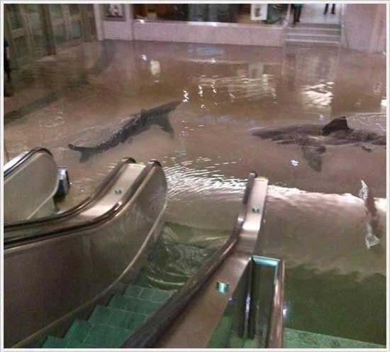 fake-viral-images-sharks