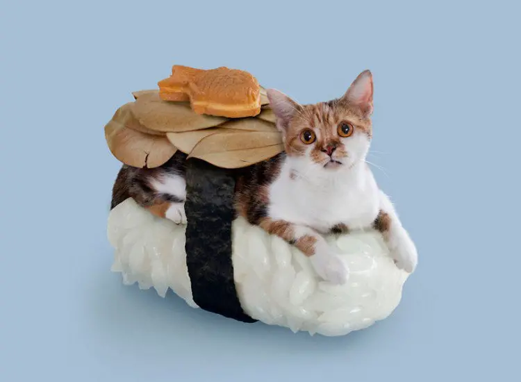 fish sushi cat