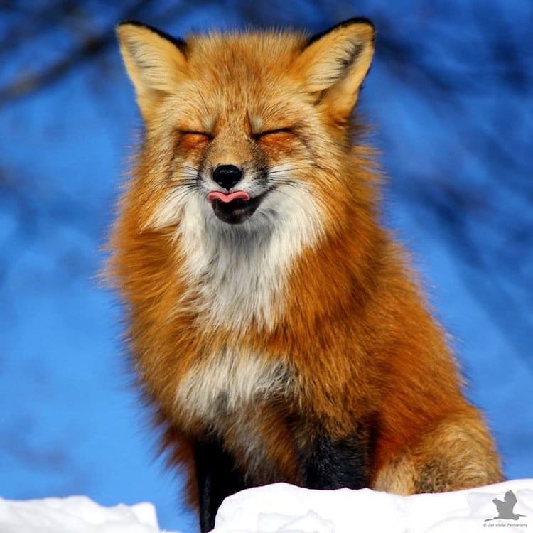 fox-first