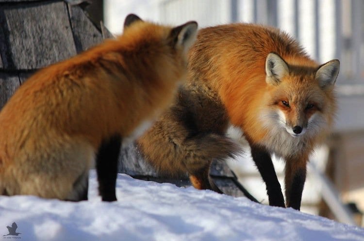 fox-two