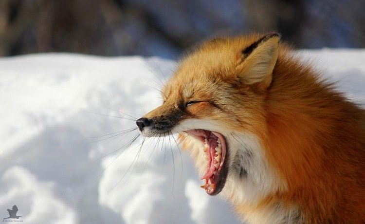 fox-yawn