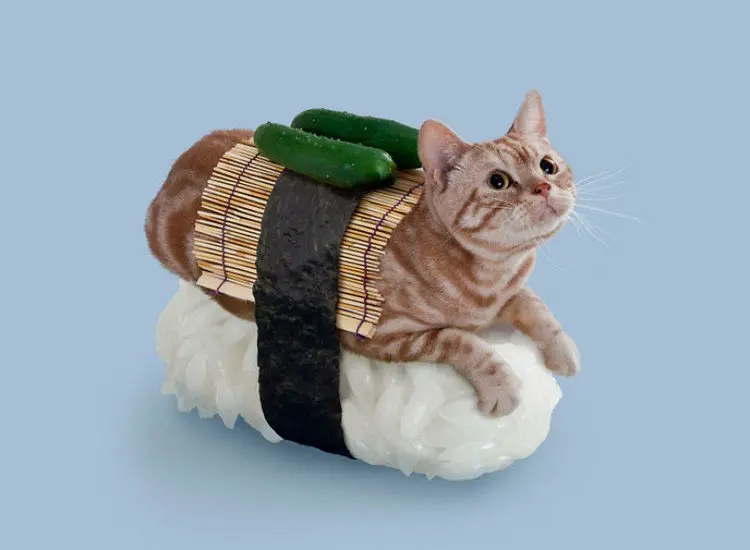 gherkin sushi cat