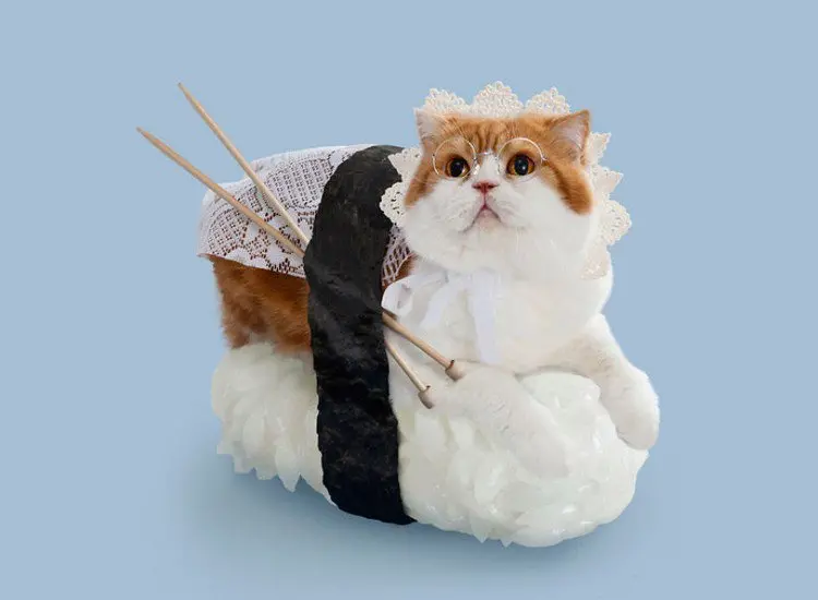 granny sushi cat