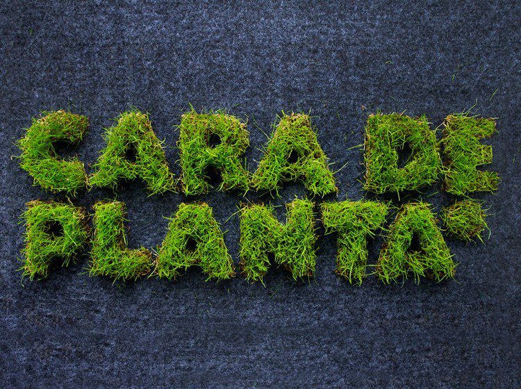 grass cara de planta