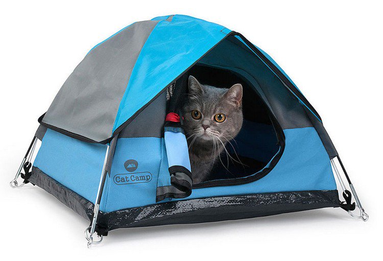 gray cat cat camp