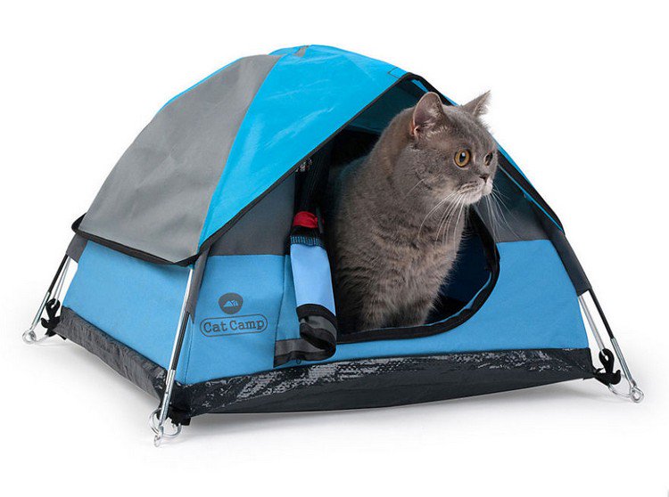 gray cat tent