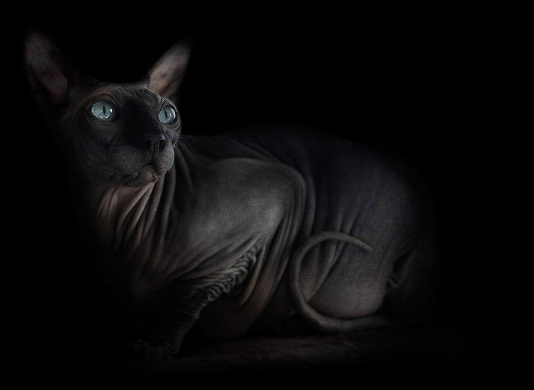 gray sphynx cat