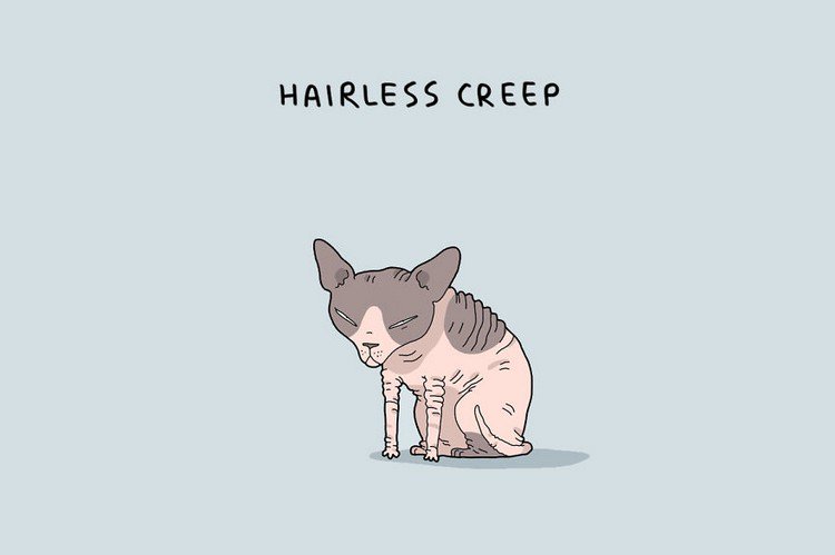 hairless cat