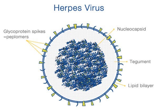herpes virus infographic