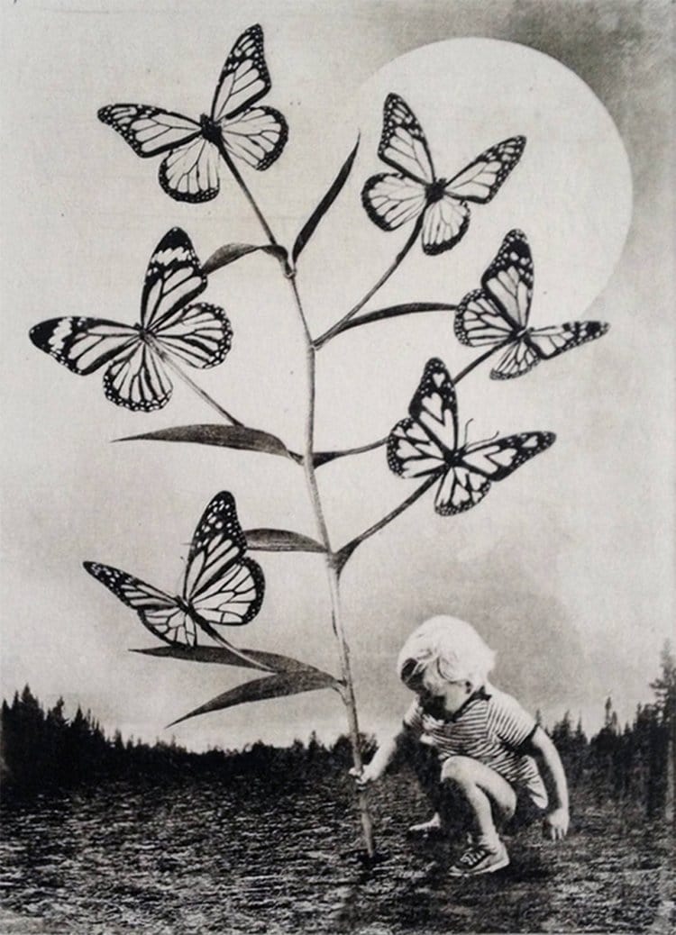 jaco-putker-butterflies