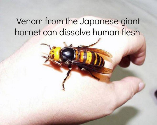 japanese hornet hand