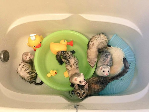 kitten-bath