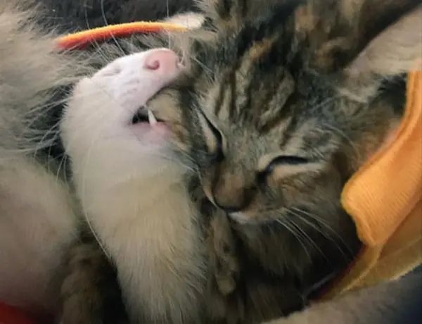kitten-biting