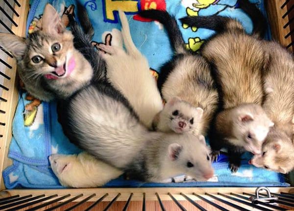 kitten-ferrets