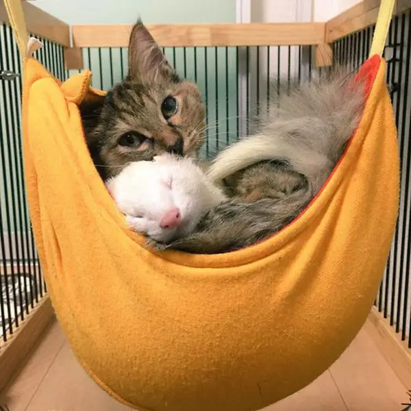 kitten-hammock