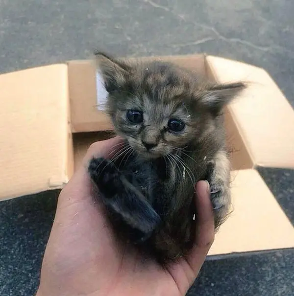 kitten-rescue