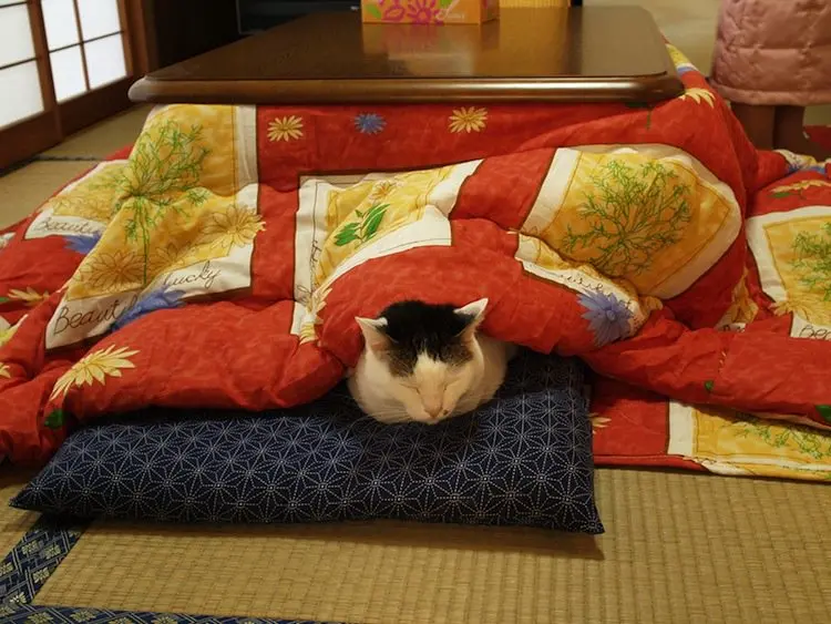 kotatsu-hamma