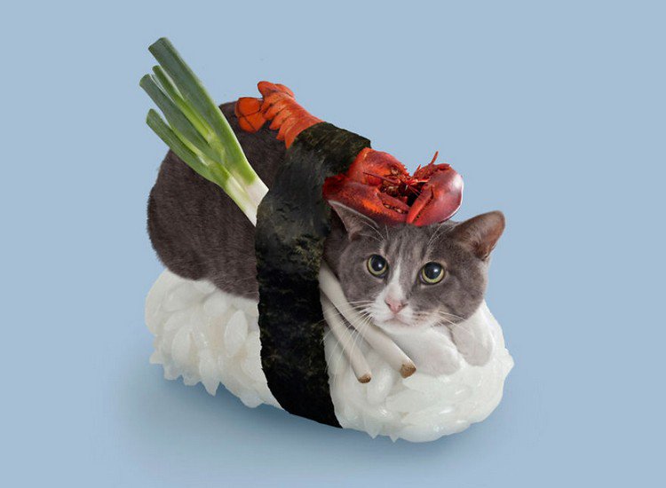 lobster sushi cat