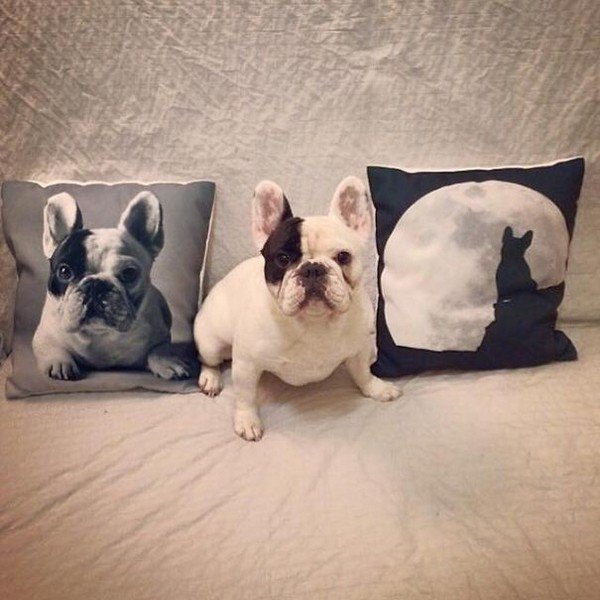 manny cushions