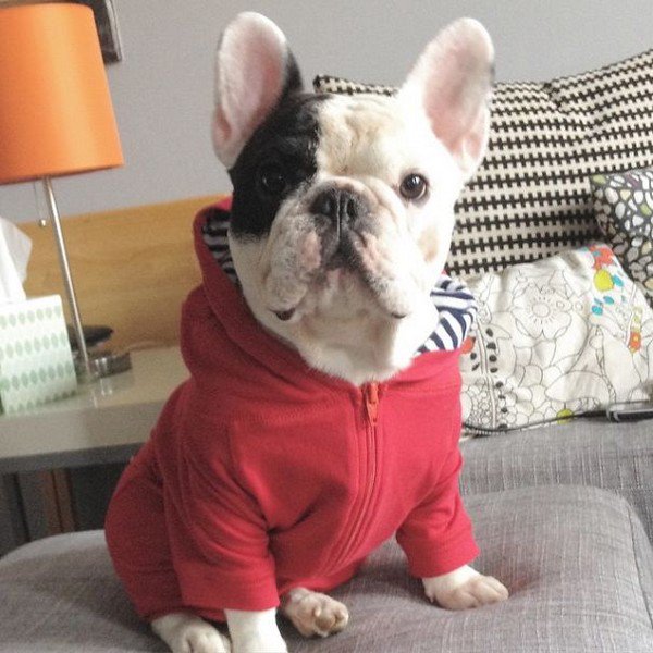 manny red sweatshirt