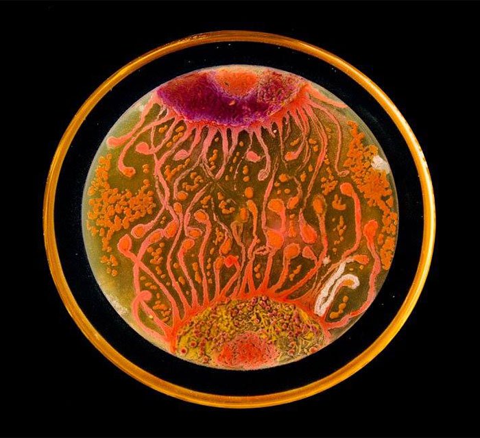 microbe-art-contest-cell