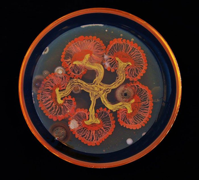 microbe-art-contest-mushrooms
