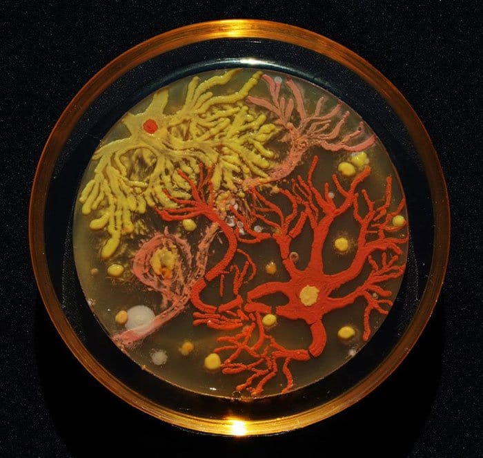 microbe-art-contest-neurons