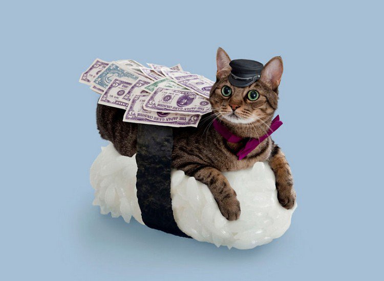 money sushi cat