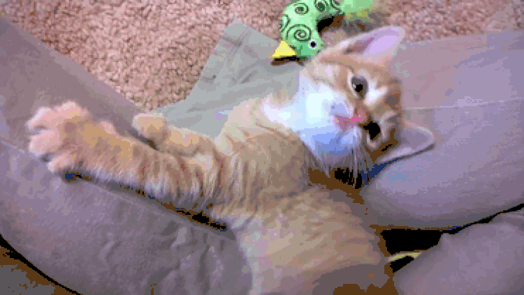 motor-bike-kitten-resized