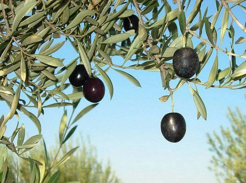 olives on tree