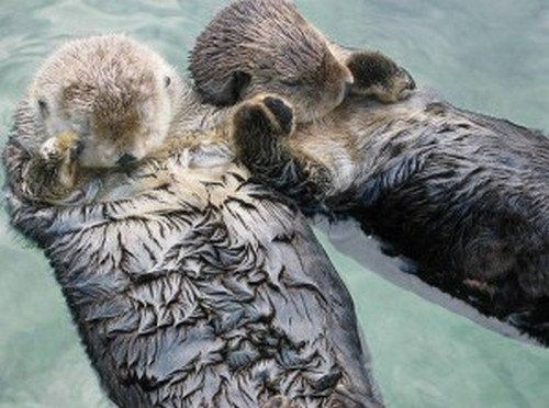 otters holding hands