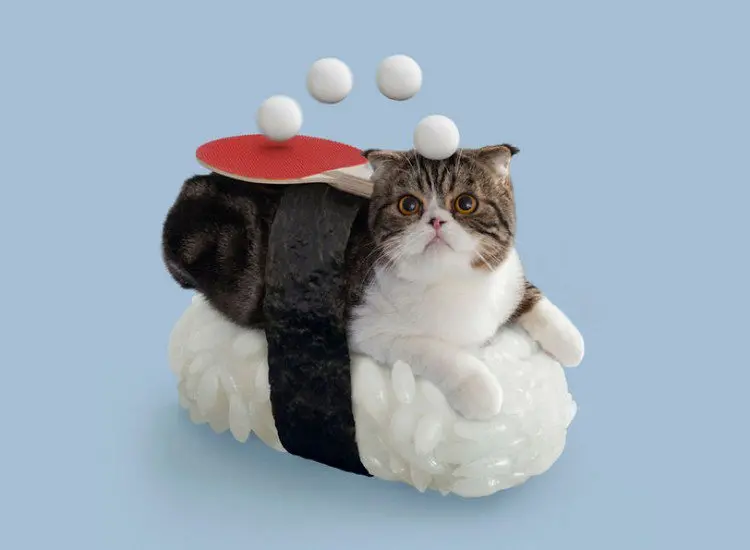 ping pong sushi cat