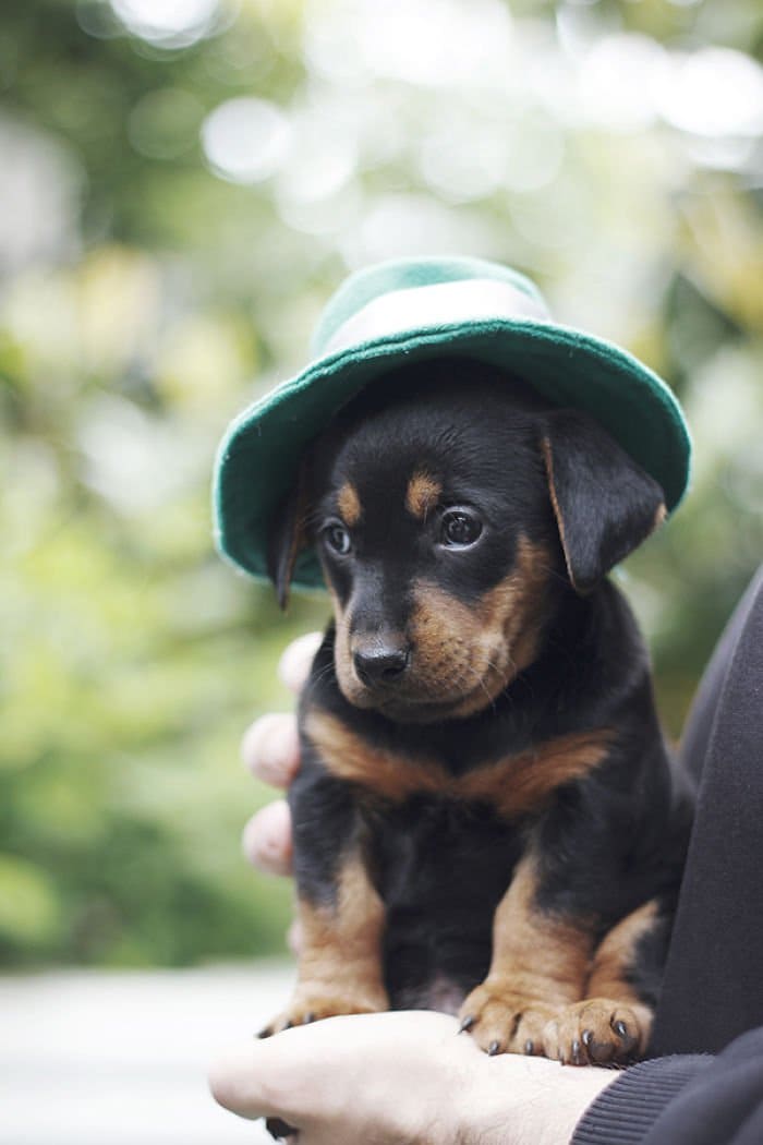 puppy hat