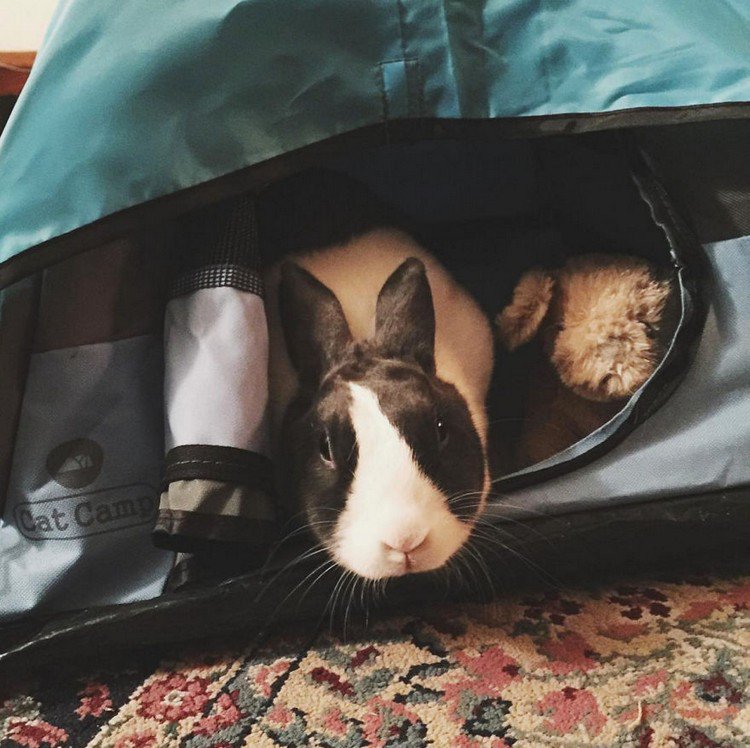 rabbit cat tent