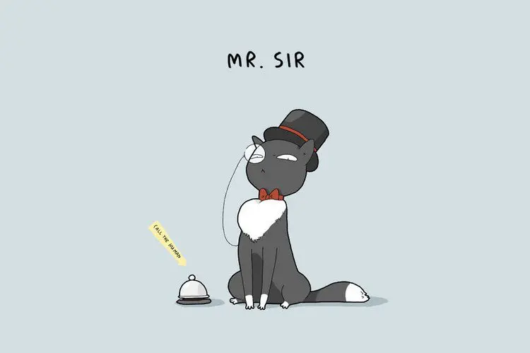 sir cat