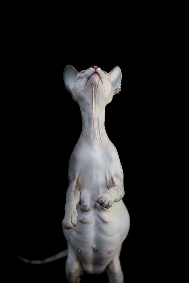 sphynx cat neck stretched