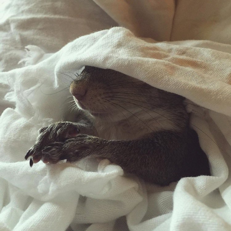 squirrel-hiding