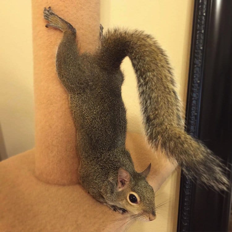 squirrel-play