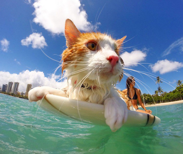 surfing cat
