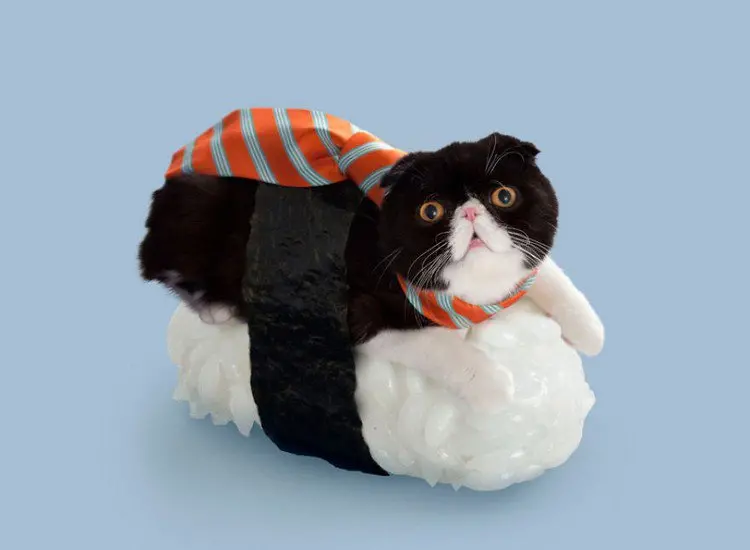 tie sushi cat