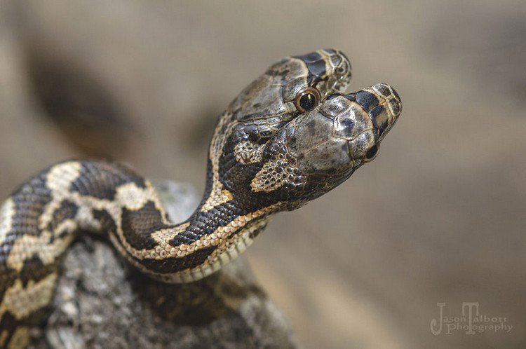 two headed snake up close