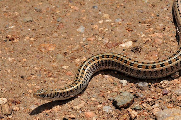 western skink moving